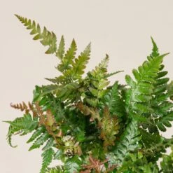 Dryopteris Erythrosora ‘Brilliance’ 8 Dryopteris Erythrosora ‘Brilliance’ -The Palm Centre Store DBR 3 scaled 1