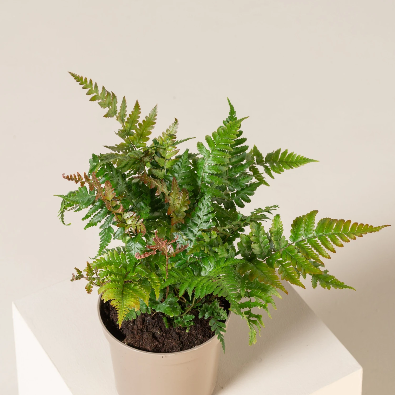 Dryopteris Erythrosora ‘Brilliance’ 2 Dryopteris Erythrosora ‘Brilliance’ - Image 2