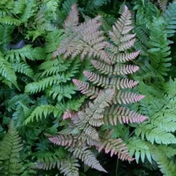 Dryopteris Erythrosora ‘Brilliance’ 10 Dryopteris Erythrosora ‘Brilliance’ -The Palm Centre Store DBR 7 scaled 1