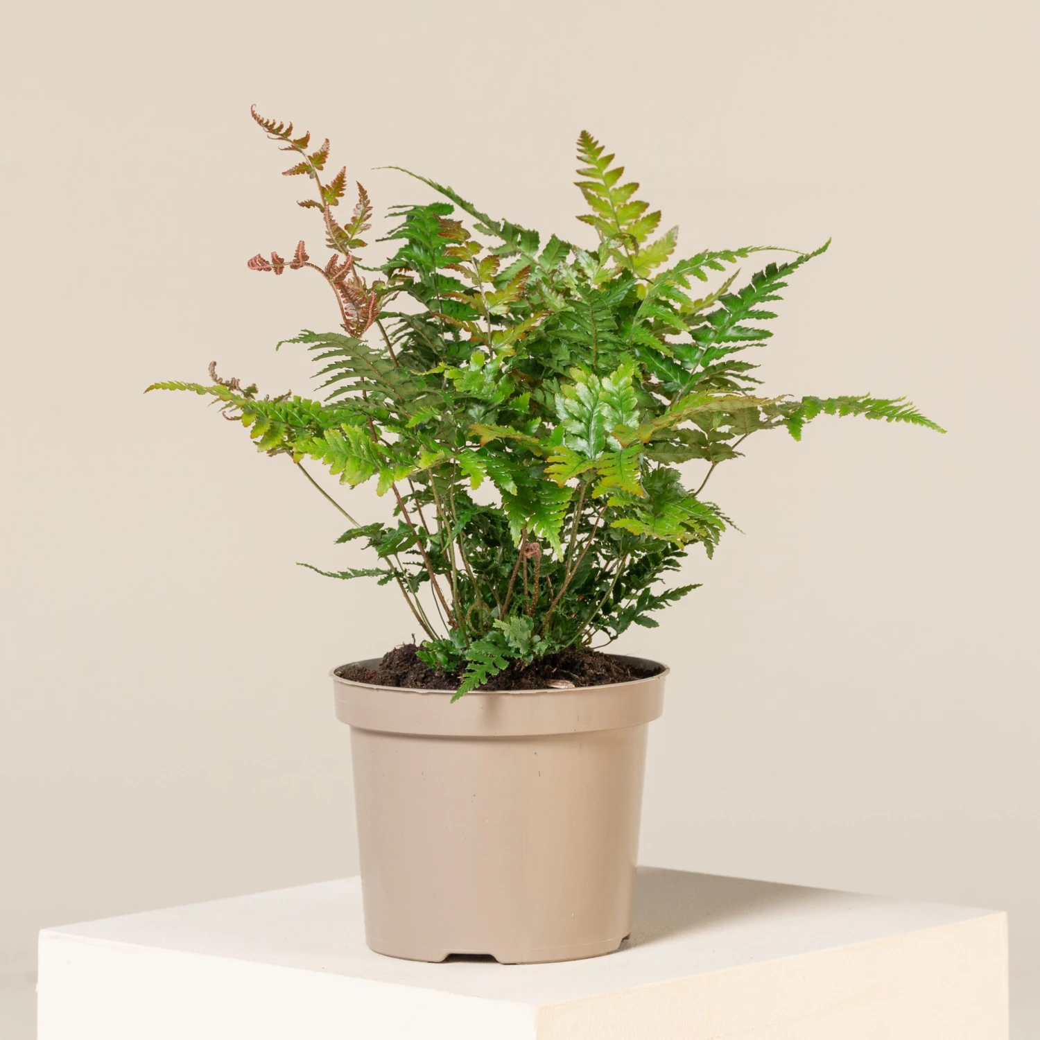 Dryopteris Erythrosora ‘Brilliance’ 1 Dryopteris Erythrosora ‘Brilliance’