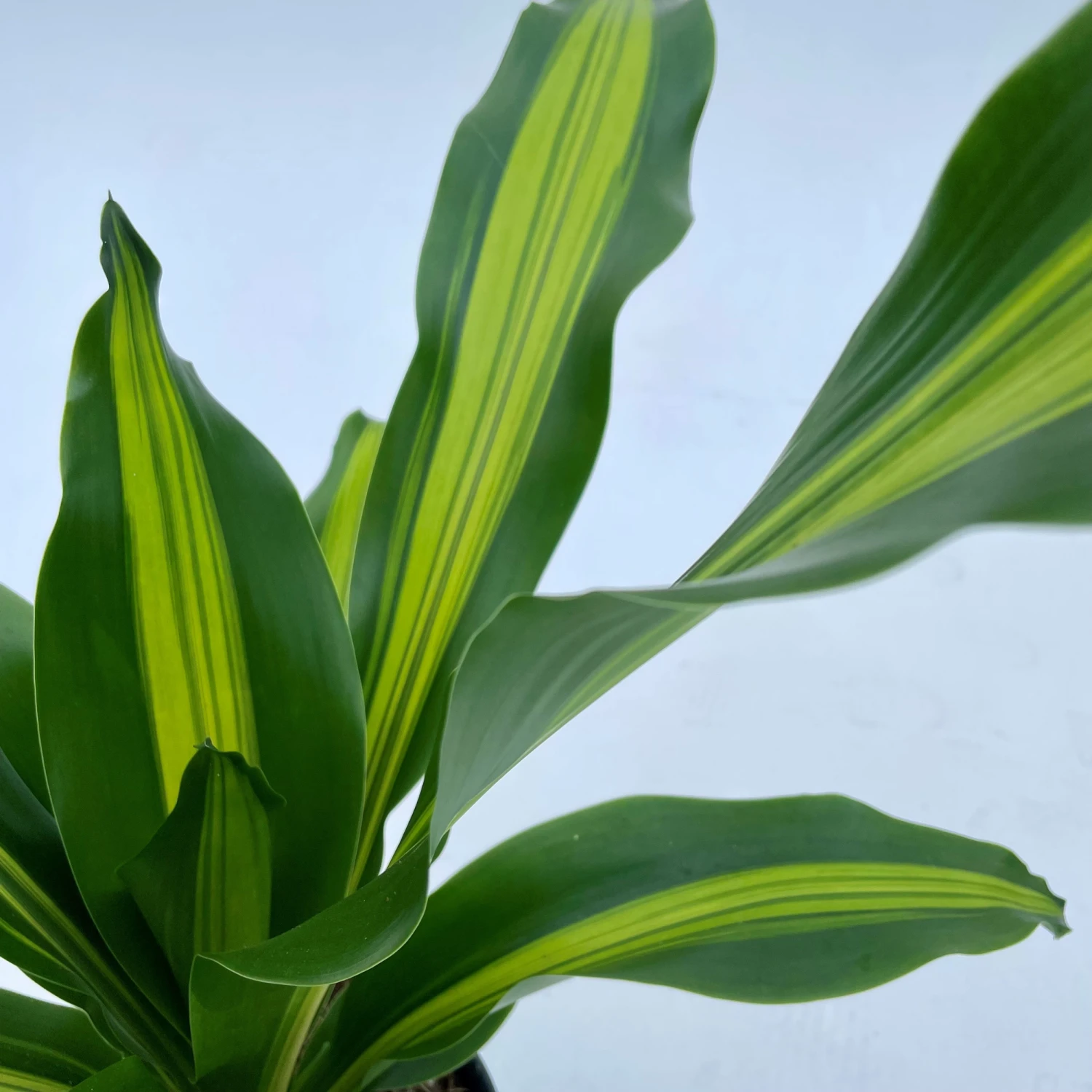 Dracaena Burley 2 Dracaena Burley - Image 2