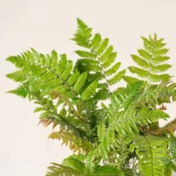 Dryopteris Lepidopoda -The Palm Centre Store DLI 3 scaled 1