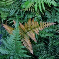 Dryopteris Lepidopoda -The Palm Centre Store DLI scaled 1