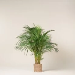 Dypsis Lutescens -The Palm Centre Store DLU 11 2 scaled 1