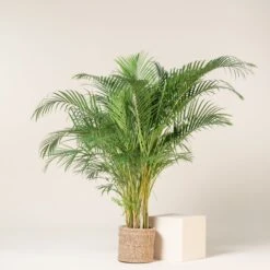 Dypsis Lutescens -The Palm Centre Store DLU 11 scaled 1