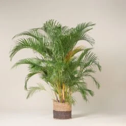 The Palm Centre Store -The Palm Centre Store DLU 33 scaled 1