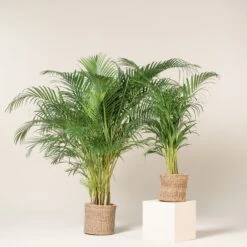 Dypsis Lutescens -The Palm Centre Store DLU 5 11 scaled 1