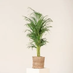 Dypsis Lutescens -The Palm Centre Store DLU 5 2 scaled 1