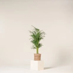 Dypsis Lutescens -The Palm Centre Store DLU 5 3 scaled 1