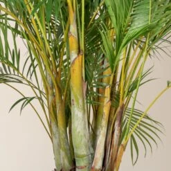 Dypsis Lutescens -The Palm Centre Store DLU 5 scaled 1