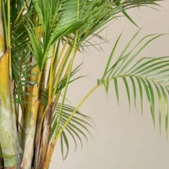 Dypsis Lutescens -The Palm Centre Store DLU scaled 1