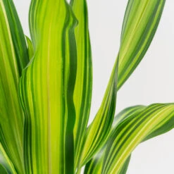 Dracaena Fragrans ‘Charley’ -The Palm Centre Store DRL 7 2