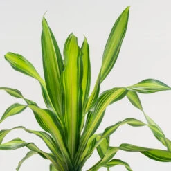 Dracaena Fragrans ‘Charley’ -The Palm Centre Store DRL 7 3