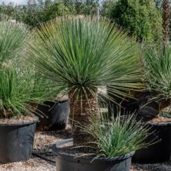 Dasylirion Serratifolium -The Palm Centre Store DSE 60a92731ed941