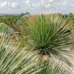 Dasylirion Serratifolium -The Palm Centre Store DSE 60a9273ad61ec