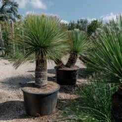 Dasylirion Serratifolium -The Palm Centre Store DSE 60a9273d19a71