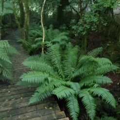 Dryopteris Wallichiana 10 Dryopteris Wallichiana -The Palm Centre Store DWA 12 scaled 1