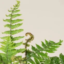 Dryopteris Wallichiana 9 Dryopteris Wallichiana -The Palm Centre Store DWA 2 scaled 1