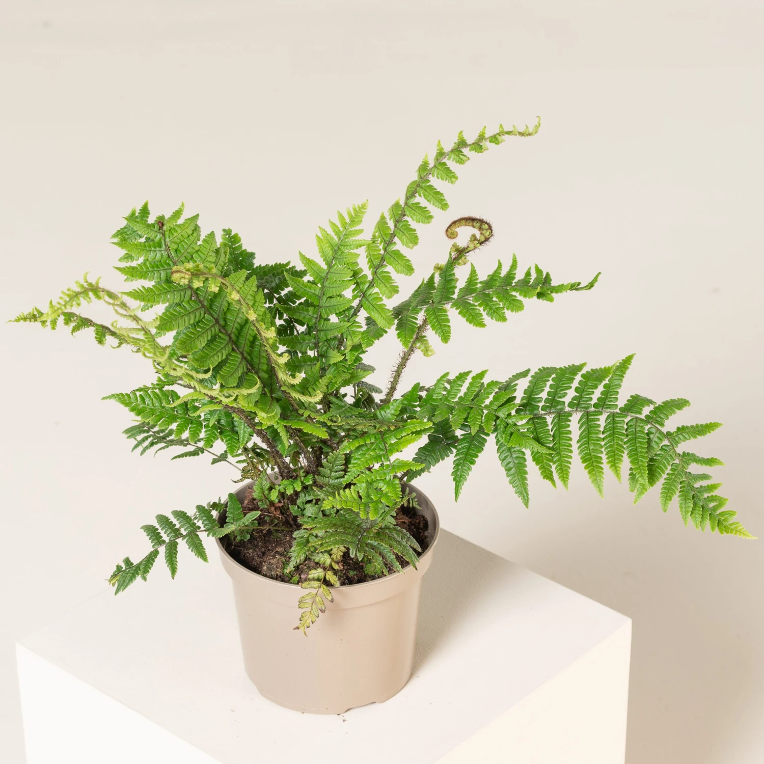 Dryopteris Wallichiana 2 Dryopteris Wallichiana - Image 2