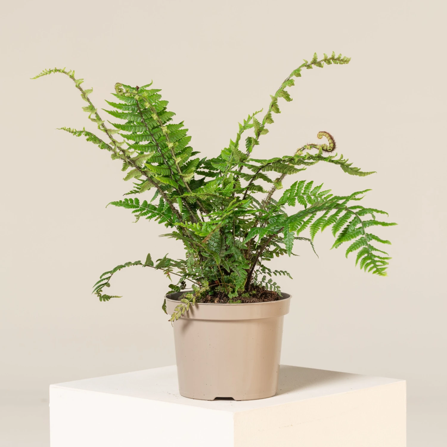 Dryopteris Wallichiana 1 Dryopteris Wallichiana