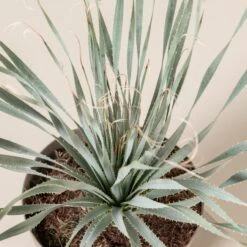 Dasylirion Wheeleri -The Palm Centre Store DWH 9 2 scaled 1