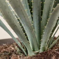 Dasylirion Wheeleri -The Palm Centre Store DWH 9 4 scaled 1