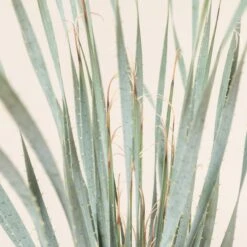 Dasylirion Wheeleri -The Palm Centre Store DWH 9 5 scaled 1