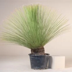 Dasylirion Longissimum -The Palm Centre Store D 14962 5fbf46c7dfd43