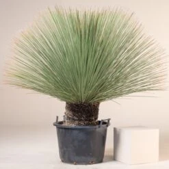 Dasylirion Longissimum -The Palm Centre Store D 14962 5fbf4710c4743 1