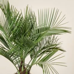 Jubaea Chilensis -The Palm Centre Store E JCH 35 1 scaled 1