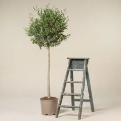 Olea Europaea – Topiary -The Palm Centre Store E OEU HS30 scaled 1