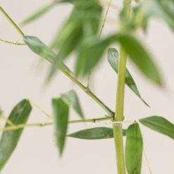 Phyllostachys Bissettii 12 Phyllostachys Bissettii -The Palm Centre Store E PBI
