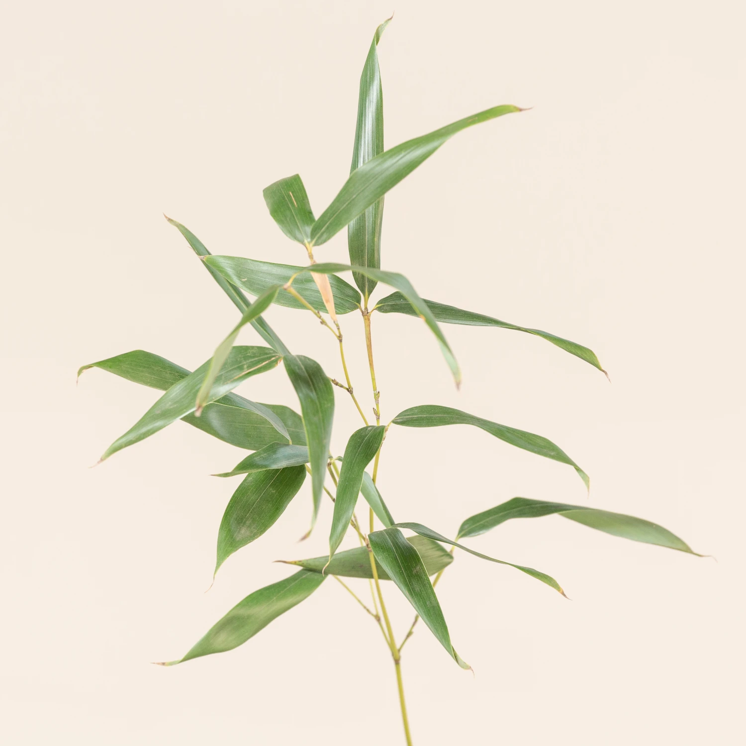 Phyllostachys Bissettii 2 Phyllostachys Bissettii - Image 2