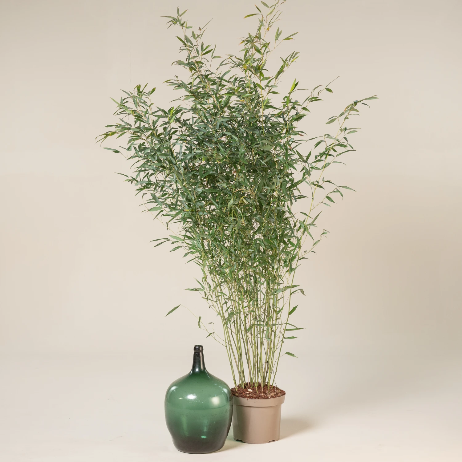 Phyllostachys Bissettii 1 Phyllostachys Bissettii