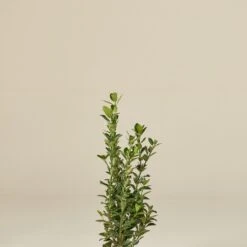 Euonymous Japonicus 5 Euonymous Japonicus -The Palm Centre Store EUJ 60efc81e633bd1