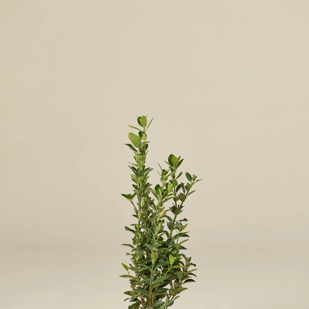 Euonymous Japonicus 3 Euonymous Japonicus - Image 3