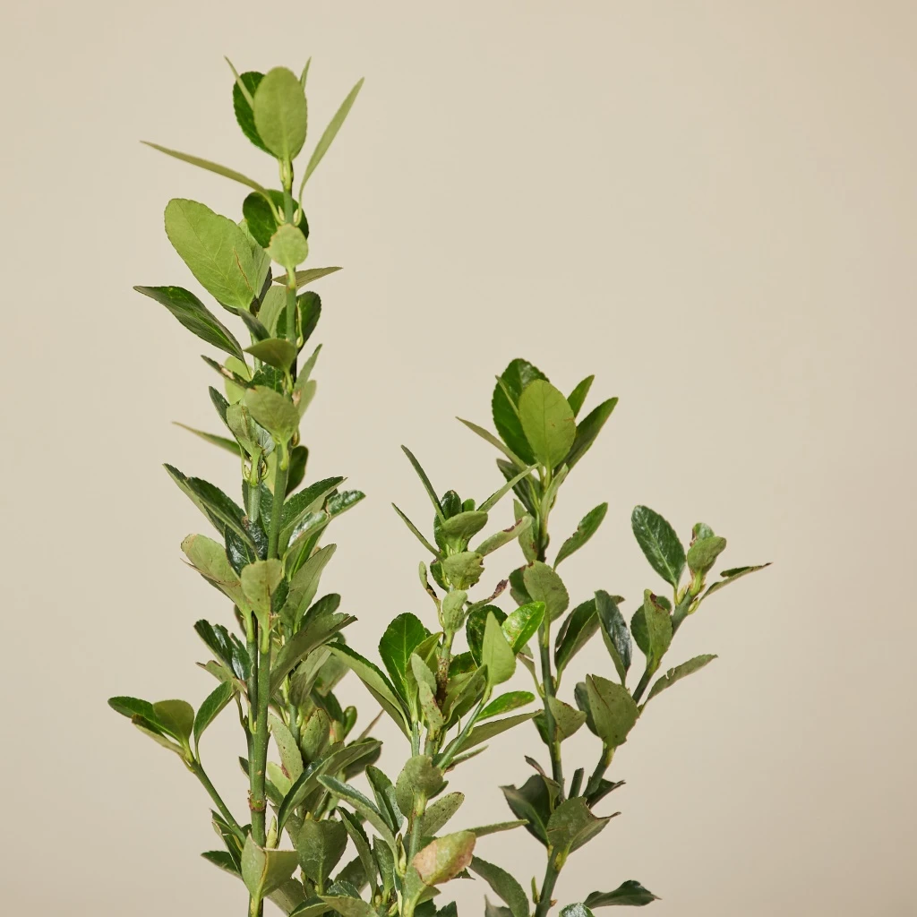 Euonymous Japonicus 2 Euonymous Japonicus - Image 2