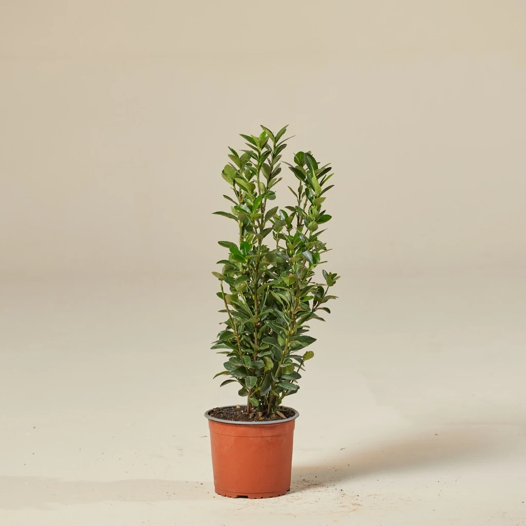 Euonymous Japonicus 1 Euonymous Japonicus