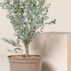 Eucalypyus Gunnii ‘Silverana’ -The Palm Centre Store EUS 60a9871a16d73