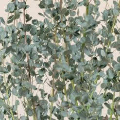 Eucalypyus Gunnii ‘Silverana’ -The Palm Centre Store EUS 60a9871c33844