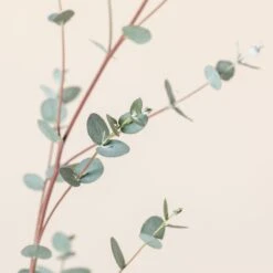 Eucalypyus Gunnii ‘Silverana’ -The Palm Centre Store EUS 60a9872050e73