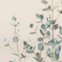 Eucalypyus Gunnii ‘Silverana’ -The Palm Centre Store EUS 60a9872252529