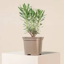 Euphorbia Characias ‘Wulfenii’