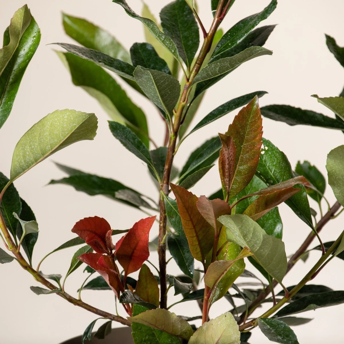 Eriobotrya ‘Coppertone’ 2 Eriobotrya ‘Coppertone’ - Image 2