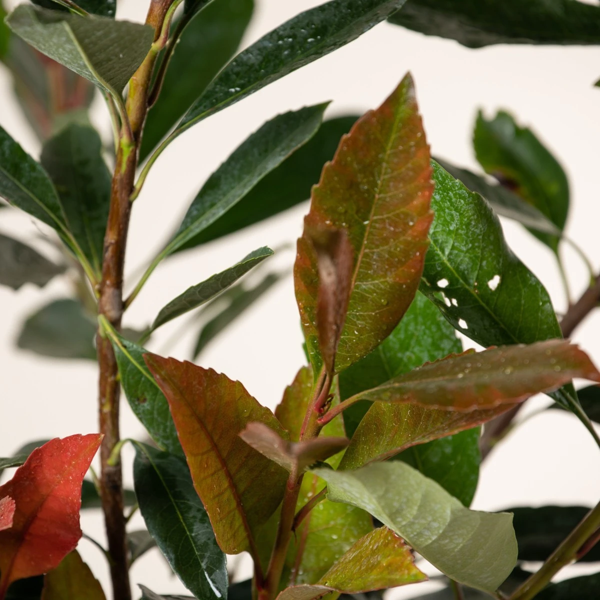 Eriobotrya ‘Coppertone’ 3 Eriobotrya ‘Coppertone’ - Image 3