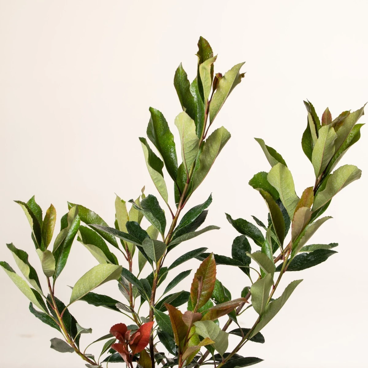 Eriobotrya ‘Coppertone’ 4 Eriobotrya ‘Coppertone’ - Image 4