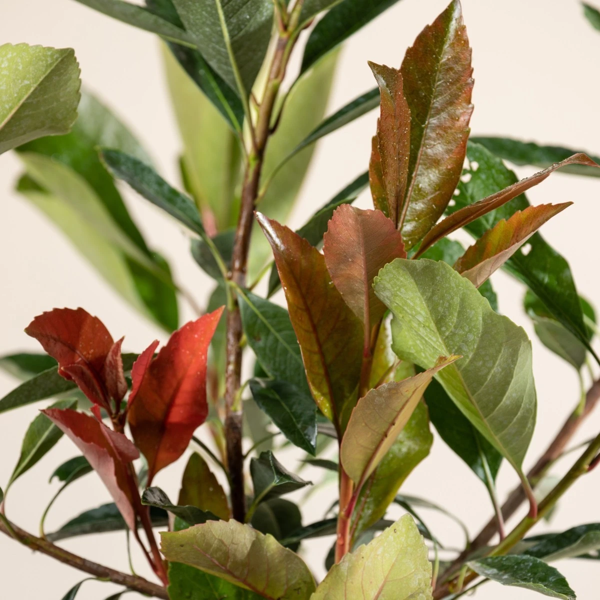 Eriobotrya ‘Coppertone’ 6 Eriobotrya ‘Coppertone’ - Image 6