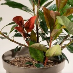 Eriobotrya ‘Coppertone’ 13 Eriobotrya ‘Coppertone’ -The Palm Centre Store E 16905 6044bd8a04170