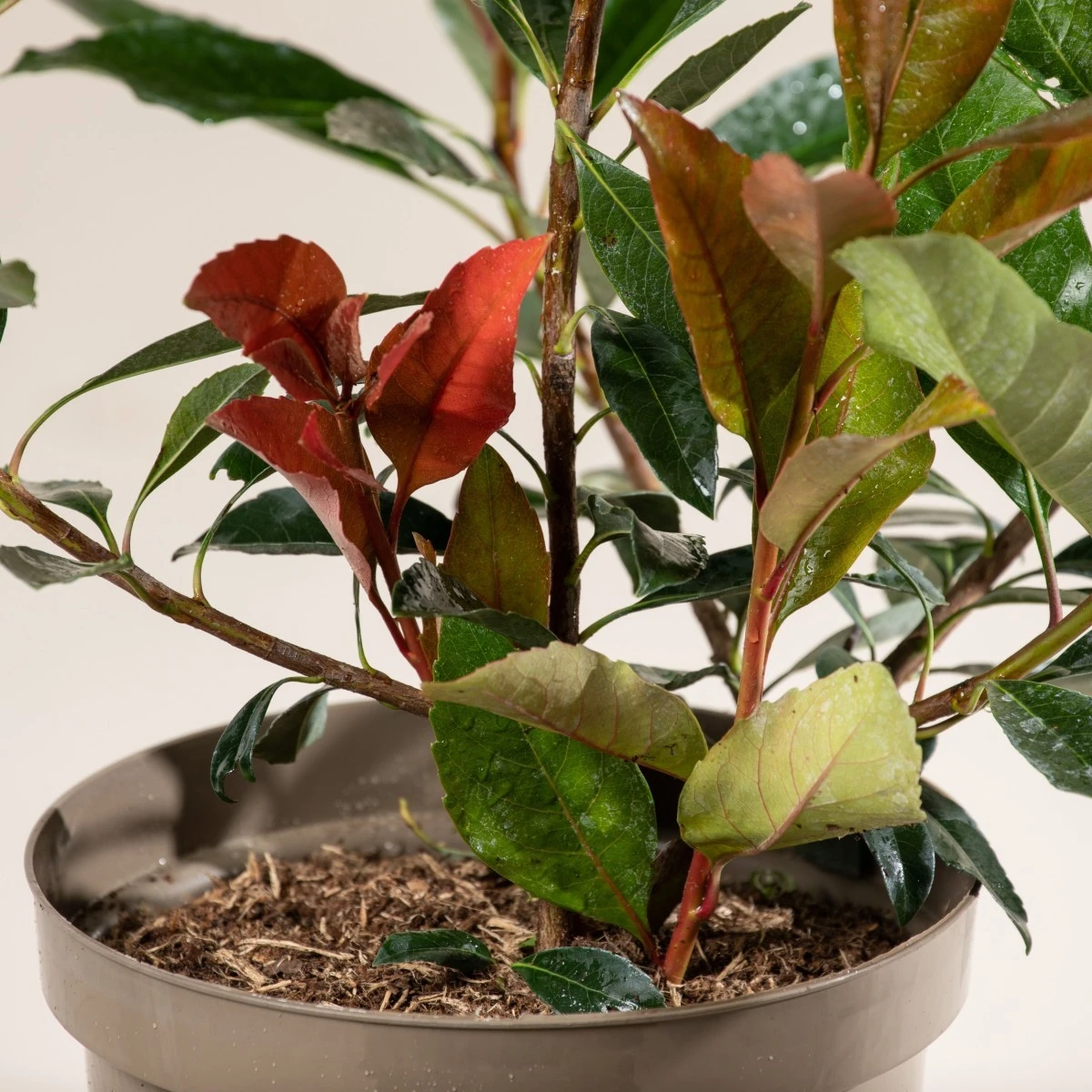 Eriobotrya ‘Coppertone’ 7 Eriobotrya ‘Coppertone’ - Image 7