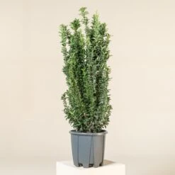 Euonymus Japonicus ‘Benkomasaki’